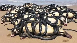Pourquoi Les Ratels Invincibles Perdent La Guerre Contre Les Espèces Invasives
