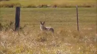 THE WILD LIFE VLOG PROMO OH THERE'S A COYOTE!: JOIN THE HUNT