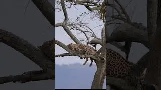 Leopard in Masai Mara #shortsvideo #africanwildlife #africawildanimals #masaimara #kenyawildlife