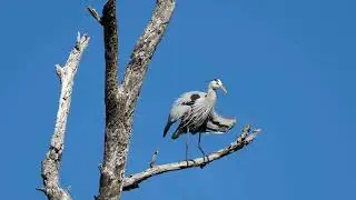 Great blue heron shaking its wings.