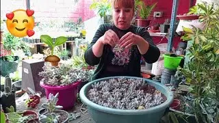 reproducción de hermosa suculenta pachyphytum
