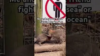 Kangaroo baby fighting like me and my bestie where are u bestie!!!!!!!!! #australia #kangaroo