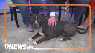 Petline9: 2-year-old Bram loves belly rubs