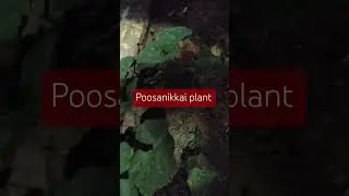 Poosanikkai plant 🌵☘️