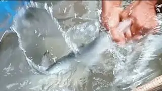 CÂU TÔM ĐỤNG CÁ TRA KHỦNG KÉO LIỆT CẦN QUÁ HẤP DẪN MỜI CẢ NHÀ CÂU TRÚNG TÔM CÀNG CÁ TRA LỚN MÊ LẮM 