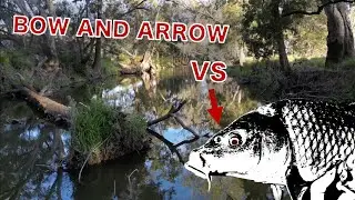 HUNTING INVASIVE FISH WITH A BOW AND ARROW! Bowfishing Carp. Cudgegong River NSW.