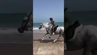 Beyond the boundary🌊 #shorts #horse #equestrian