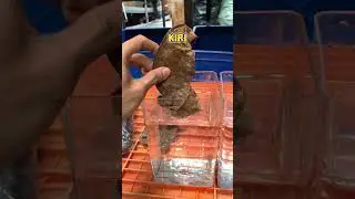 Perbandingan Daun Ketapang Kering Yang Biasa & Yang Udah Difermentasi !!