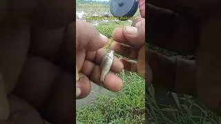 Mancing Wader Cakul Pakai Kail Neo Carbon 0,5 Umpan Go Potato #160