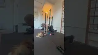 quadruped to primal push up to plantigrade weight slide