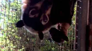 Blodwen, a Spectacled Flying-Fox finally has her baby.