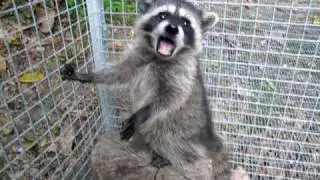 Baby raccoons eats a whole grape, Animal Advocates, Mary Cummins