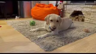 Are Labradors Easy To Train? #love #animals #games #toys #dog #play #training #pets #labrador #video