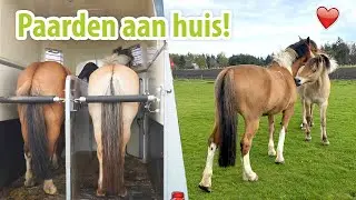 DE PAARDEN VERHUIZEN (AAN HUIS) + DE EERSTE DAG | felinehoi VLOG #338