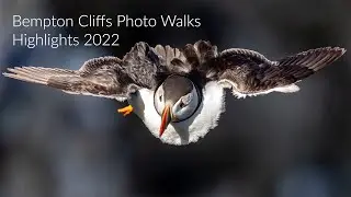 Best of Bempton Cliffs 2022 Ft. Black Browed Albatross, Red Tailed Shrike, Puffins & More