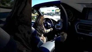 professional driver 😹😹🙀      #cat #fyp #funny #foryou #catfunny