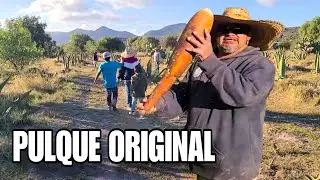Así extraemos el aguamiel como lo hacían los viejos.