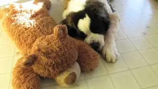 Ours le Saint-Bernard - Poil de Pluche (Avant / Apr&egrave;s)