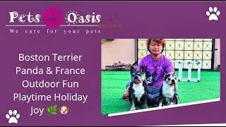 Boston Terrier Panda & France | Outdoor Fun Playtime | Holiday Joy