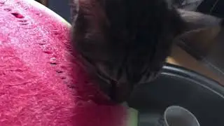 Do cats eat fruit and berries? #1