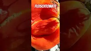 Fleischtomate Ochsenherz Paradeiser