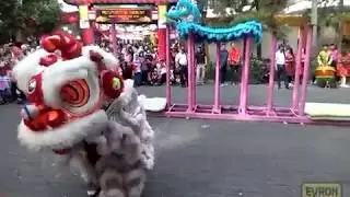 Pertunjukan Hiburan Seru Barongsai Imlek di Mall Ciwalk Bandung