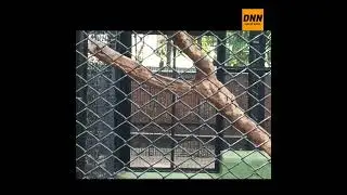 Royal Peacock Dance at Mysore Zoo | Stunning Indian Beauty #peacock #mysorezoo #indianwildlife #yt