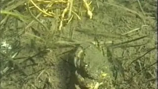Le crabe vert