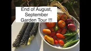 GARDEN TOUR. DOLLAR TREE SEEDS. AMAZING HARVEST ! BLUE CORN, HOLY BASIL (TULSI), GONGURA. ZONE 5.