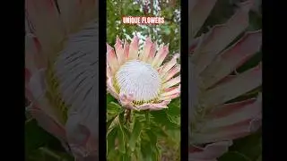 Уникальные цветы во время визита на остров Мауи, Гавайи #короткоевидео