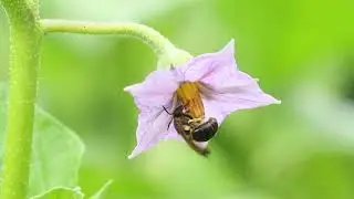 Solitary bee pollinating brinjal in Singapore