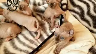 Blue Eyed Sphynx Kittens