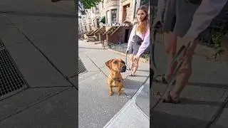 We met a stunning Rhodesian Ridgeback named Mo walking through the city! #ridgeback #dog