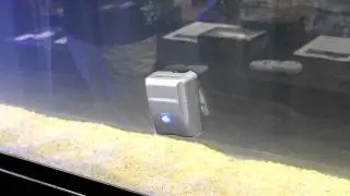 Robosnail
