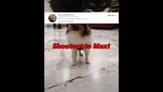 shoutout to @Max The American Cat ! #shoutout