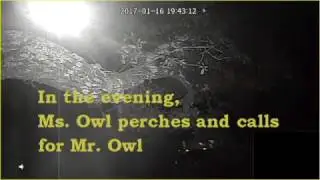 Mr. and Ms. Owl Perch and Call 2017-01-16