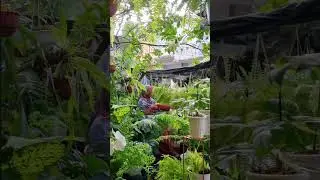Cara Merawat Pakis hias