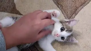 Video of the moment when two orphan kittens Lucy and Luna meet for the first time