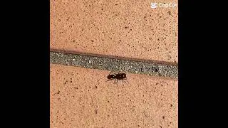 The major ants of Messor Barbarus are crazy #edit #insects #natureinsects #ants