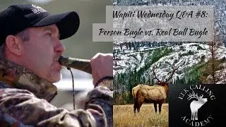 Person Bugling vs. Real Bull Elk Bugle | Wapiti Wednesday Q&A - Episode 7