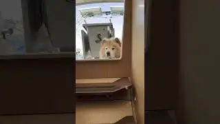 Our Chow Chow Dog Lives on a Sailboat