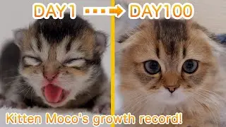 Kitten Moco's growth record! [0 days to 100 days after birth]