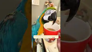 This family rescued a macaw trapped in a trash bin and then...
