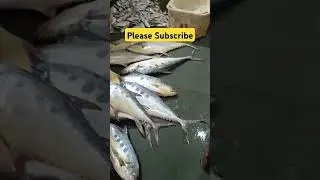 Big fish packing for export #export #fishing