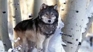 For Paolo & the Wolves   Enigma The Eyes of Truth