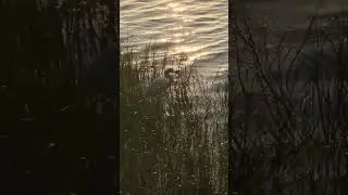 What do you see in Mt. Dora Florida 🤯