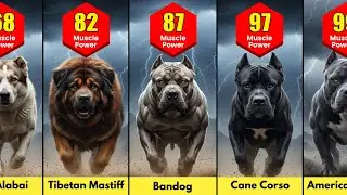 Strongest Dog Breeds in the World (Muscle Power Ranking)