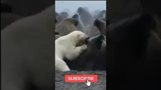 Poller bear hunt ll kpvlog
