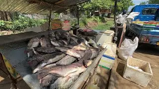 Wow!! Best Tilapia Fish Cutting Sri Lanka Village Master Fish Cutting Skills