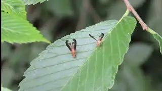 Flutter flies